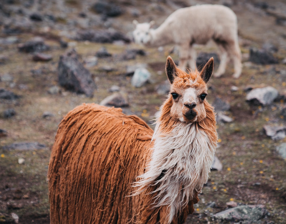 Two long haired alpacas in the mountains of Huancavelica